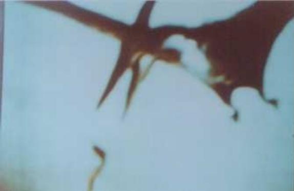 Pteranodon-photographed-by-meier.jpg