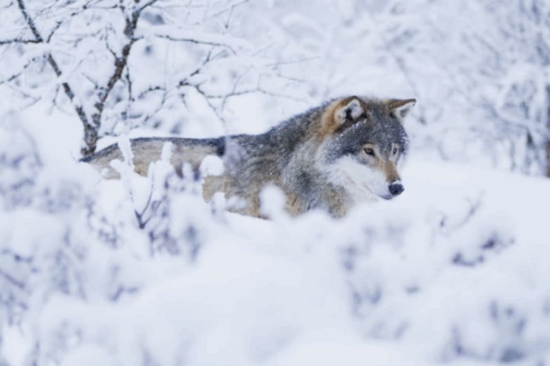 File:SESOTT195 Image5.jpg