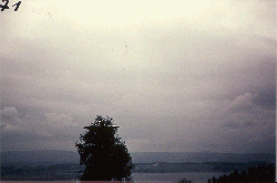 Semjase flying with her beamship around a wettertanne (weather pine) 14m height (the tree later eliminated by Semjase). Pfaffikersee in background. 9th July 1975.